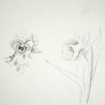 Flowers - Pencil on paper, 12" x 9"