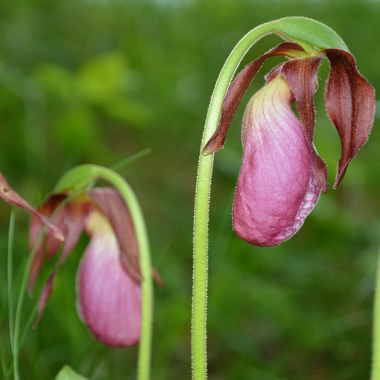 lady-slippers