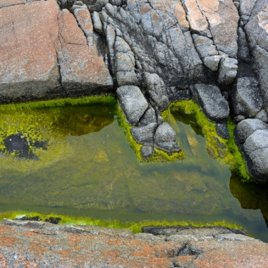 rocks, rock pattern, algae, green pool, puddle
