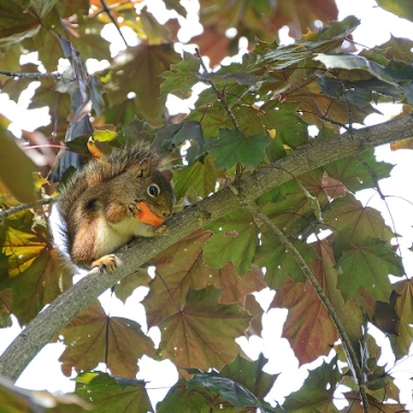 squirrel in tree, eating carrot, leaves, branch